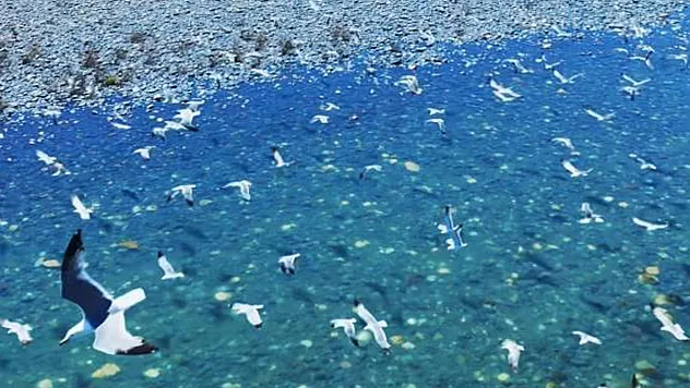 Murat Nehri Üzerinde Kartpostallık Manzara: Martıların Dansı Havadan Görüntülendi