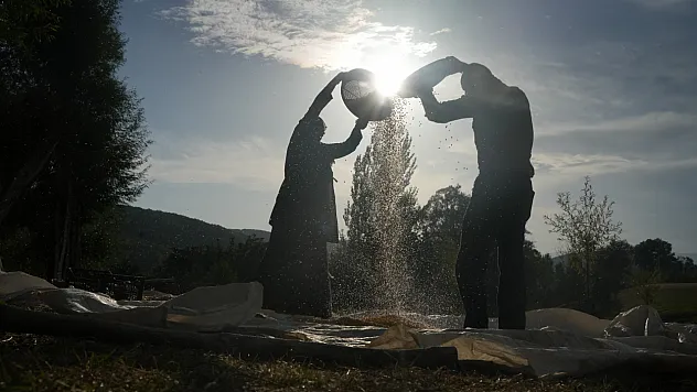 Muş'ta 3 nesildir sürdürülen mısır hasadı