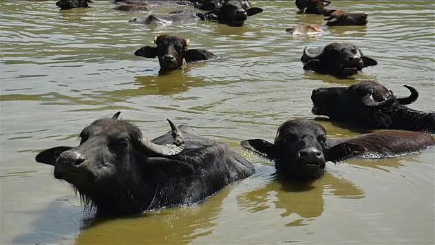 Muş'ta Mandalar Karasu Nehri'nde Serinliyor: Süt Verimi Artıyor