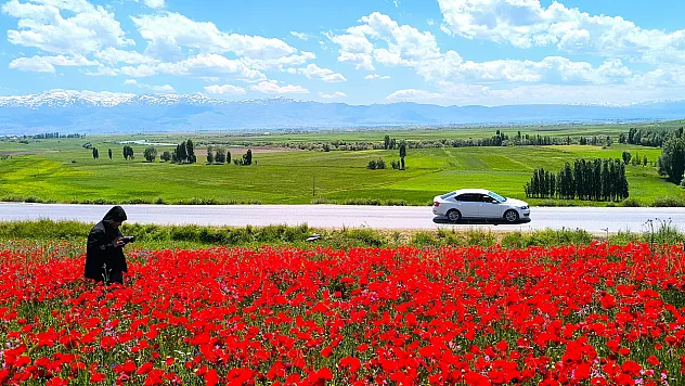 Muş'taki doğal gelincik tarlası vatandaşların ilgi odağı oldu