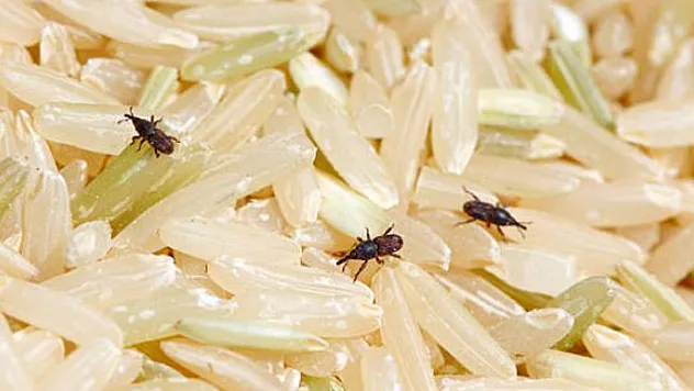 Mutfaklarda gizli tehlike: Tahıl öküzü böceği!