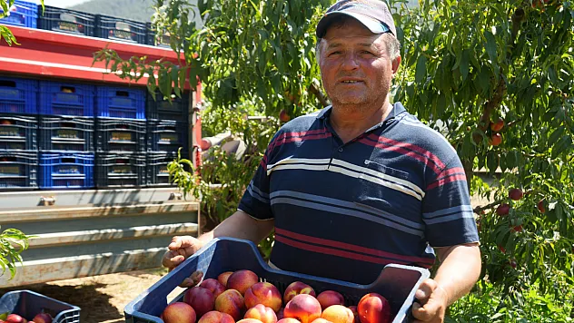 Nektarinin yüzde 70'i yurt dışına gidiyor