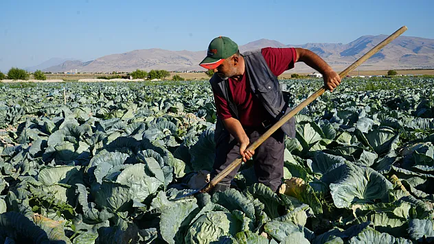 Niğde'de beyaz lahana tarlalarında hasat başladı