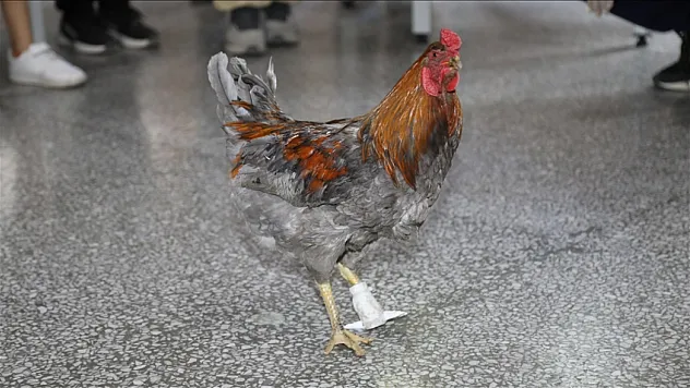 Öğrencilerinden, ayağı kopan horoza protez