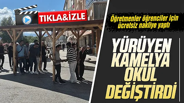 Öğretmenlerden takdir toplayan davranış: Okul'daki dayanıksız dev kamelyayı 200 metre taşıdılar!