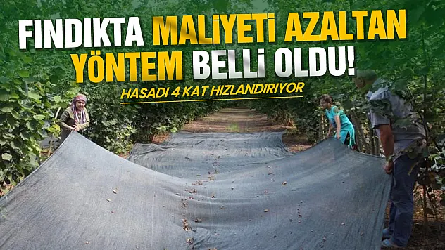 OMÜ'lü uzmandan fındık üreticisine maliyet uyarısı: 'File örtü hasadı 4 kat hızlandırıyor'