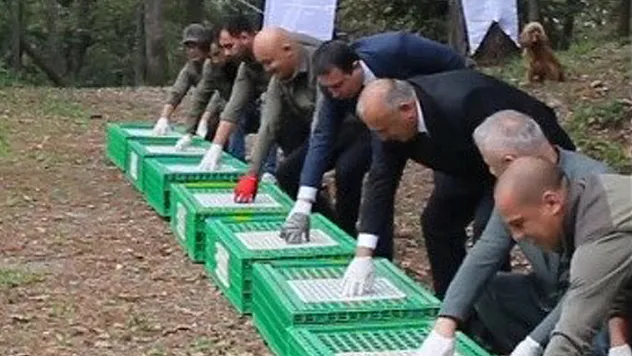 Ordu'da 200 sülün doğaya salındı