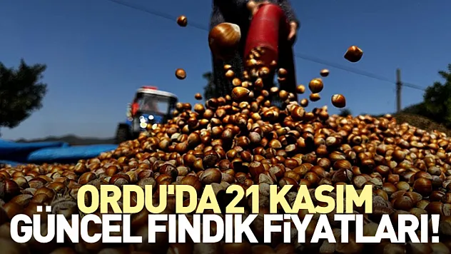 Ordu'da 21 Kasım Güncel Fındık Fiyatları!