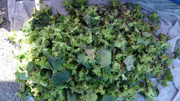 Ordu'da fındığın kilosu 200 liraya ulaştı