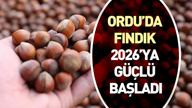 Ordu'da Fındık 2026'ya Güçlü Başladı: Piyasa Direnç Gösteriyor