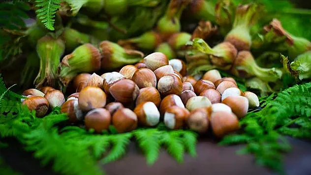 Ordu'da fındık fiyatları belli oldu | Ünye ve Perşembe'de şok eden fiyatlar!