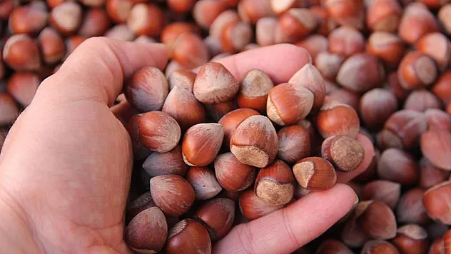 Ordu'da fındık freni bıraktı: 232 TL kapıda değil sahada!