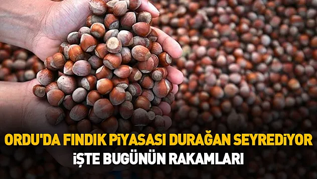Ordu'da Fındık Piyasası Durağan Seyrediyor! İşte Bugünün Rakamları