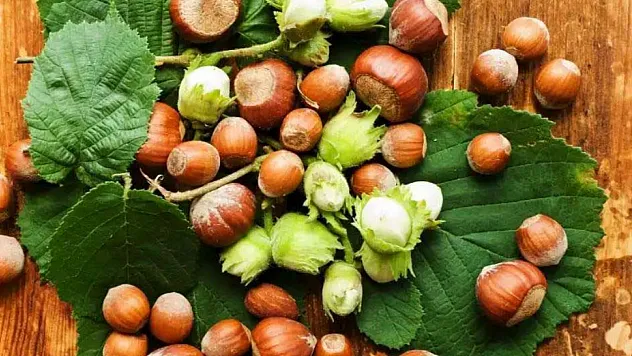 Ordu'da fındık piyasası güçlü seyrini koruyor: İşte güncel fiyat listesi