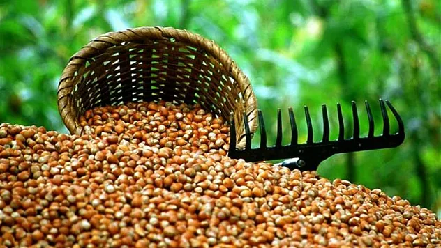 Ordu'da fındık yarışı kızıştı