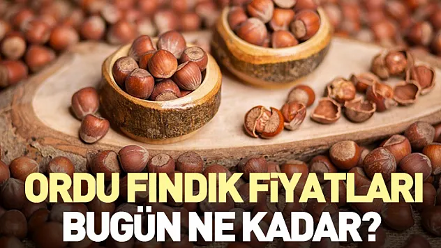 Ordu Fındık Fiyatları Bugün Ne Kadar? İlçe İlçe Güncel Serbest Piyasa Listesi