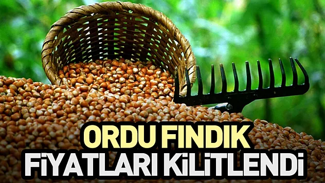 Ordu Fındık Fiyatları Kilitlendi