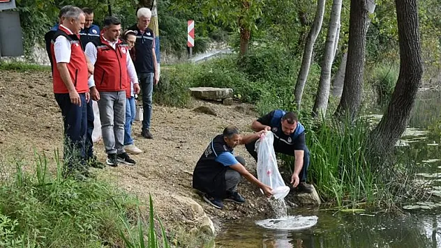 Ordu'nun su kaynakları yavru sazanlarla canlandırılıyor