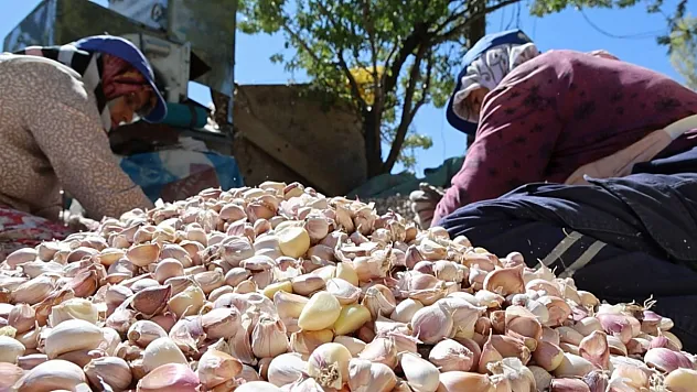 Organik sarımsakların ekimi başladı