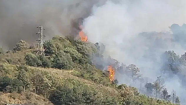 Ormanlık alanda yangın çıktı