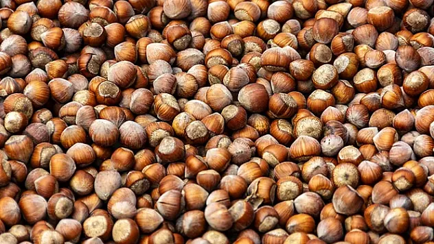 Pazarda Yaprak Kımıldamıyor | Ordu'da Fındık 'Sessiz İstifa' Modunda!