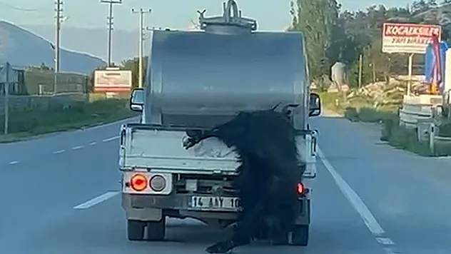 Pes Dedirten Görüntü! Kurbanlığı Araçtan Sarkıtıp Kilometrelerce Sürükledi