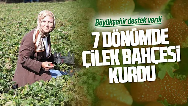 Peyzaj mimarı memleketinde çilek üreticisi oldu