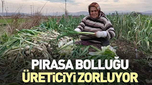 Pırasa Bolluğu Üreticiyi Zorluyor