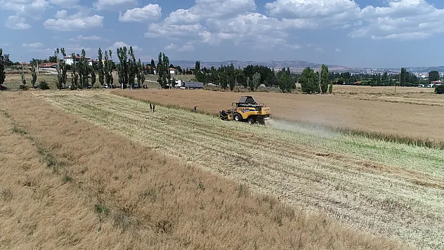 Planlı üretimin ilk meyvesi: Kanolada Verim beklentiyi aştı