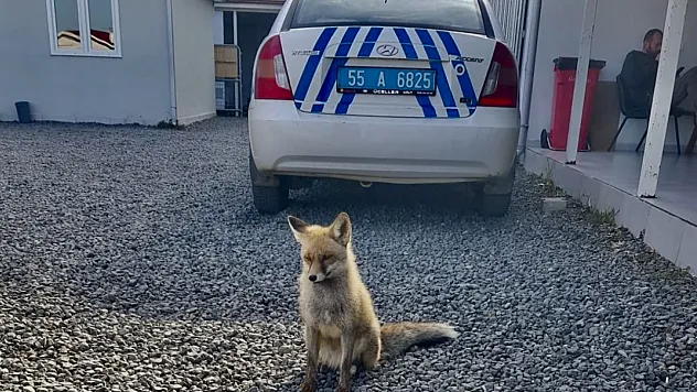 Poligonun sürpriz misafiri! Polisler sahiplendi, tilki hayata tutundu