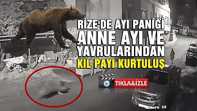 Rize'de Ayı Paniği: Anne Ayı ve Yavrularından Kaçış Anı Kamerada