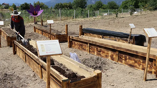 Safran köstebeklere karşı korunacak
