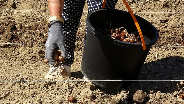 Safran soğanı toprakla buluştu