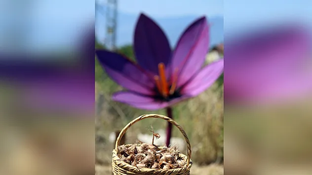 Safranbolu'da 600 bin liralık safranın yeni sezon dikimi başladı