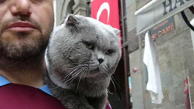 Sahibi Seferber Oldu, Kayıp Kedi Tom 4 Gün Sonra Bulundu