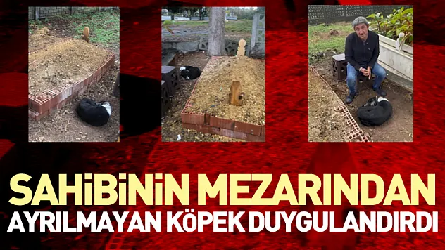 Sahibinin Mezarından Ayrılmayan Köpek Duygulandırdı
