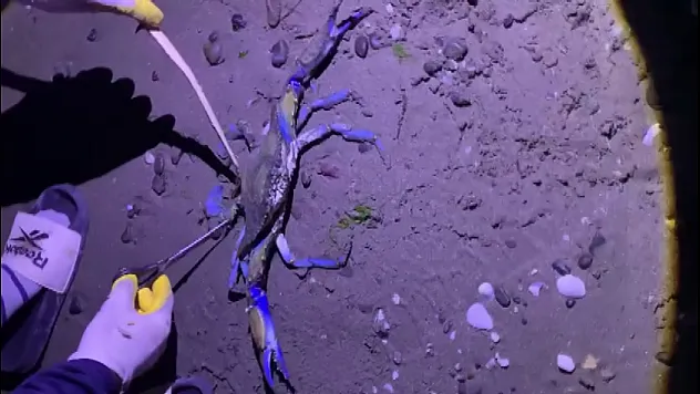 Sahile Nadir Görülen Mavi Yengeç Vurdu