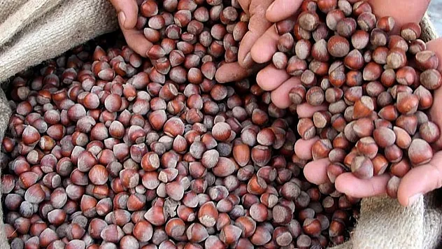 Sakarya'da Fındık 224 TL Sınırına Dayandı
