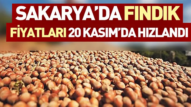 Sakarya'da Fındık Fiyatları 20 Kasım'da Hızlandı: 300 TL Seviyesi Kapıda