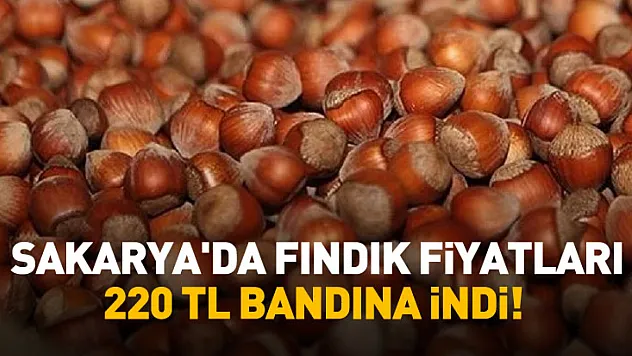 Sakarya'da Fındık Fiyatları 220 TL Bandına İndi!