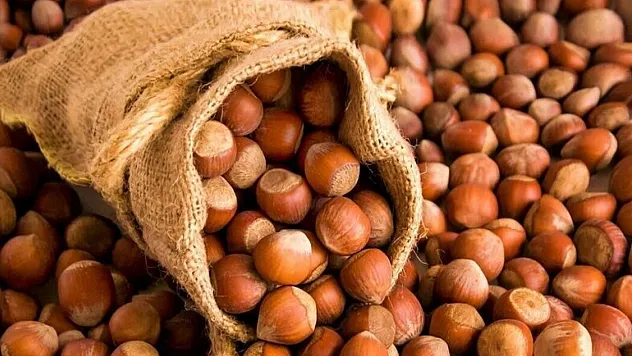 Sakarya'da fındık fiyatları güne dengeli başladı: Talep güçlü