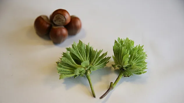 Sakarya'da fındık fiyatları hareketlendi : üretici ve tüccarın yakın takibinde