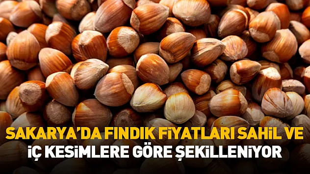 Sakarya'da Fındık Fiyatları Sahil ve İç Kesimlere Göre Şekilleniyor