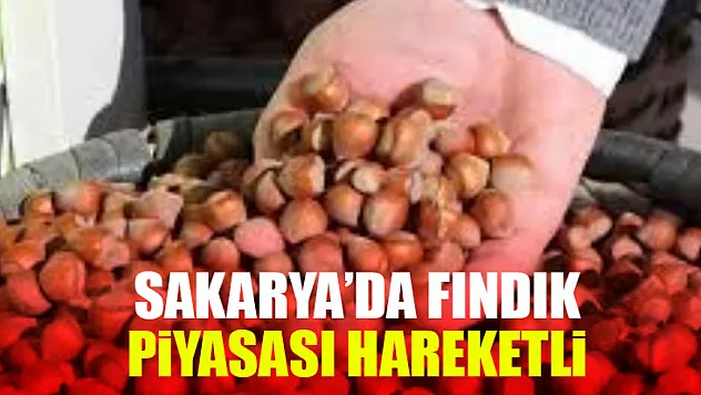 Sakarya'da Fındık Piyasası Hareketli