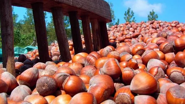 Sakarya'da Fındıkçıya 'Kara Mart' Sürprizi | Fiyatlar Bir Anda Yerle Bir Oldu!