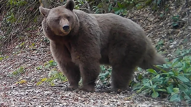 Sakarya'da fotokapanlarla yaban hayatı kayıt altına alınıyor