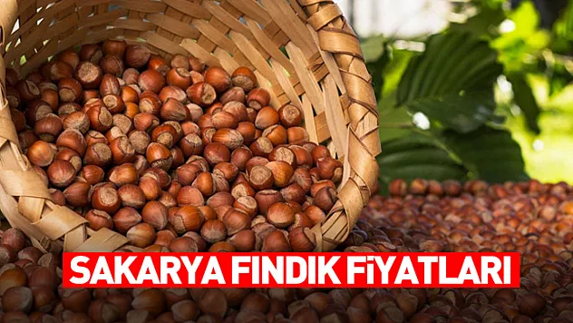 Sakarya'da fındık fiyatları bölgesel dinamiklerle şekilleniyor