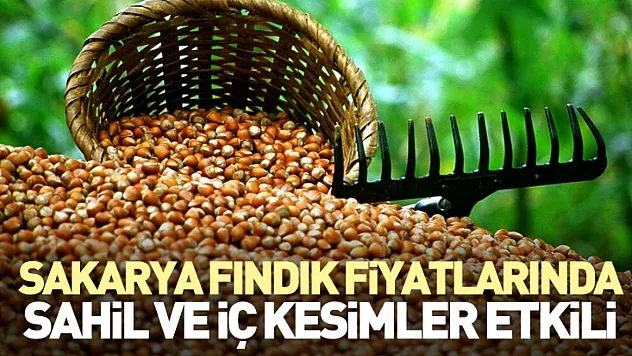 Sakarya Fındık Fiyatlarında Sahil ve İç Kesimler Etkili