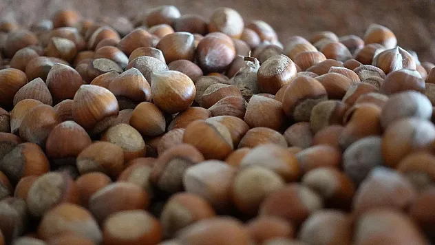 Kocaeli ve ilçelerindeki fındık fiyatları belli oldu!