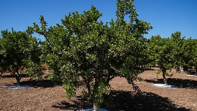 Sakız Ağacı Türkiye'de yeniden yükselişte